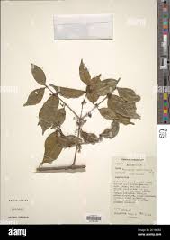 Image result for Strychnos usambarensis