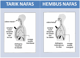 Manusia pergerakan dada semasa menarik nafas proses pernafasan manusia books are humanity's progress. Mekanisma Pernafasan Manusia