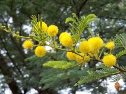 Image result for Acacia ataxacantha