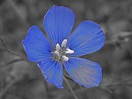 Big Flax Flower Images Best Flower Wallpaper