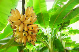 Check spelling or type a new query. A Banana Killing Fungus Has Reached Latin Americas Does This Spell The End For Bananas Live Science