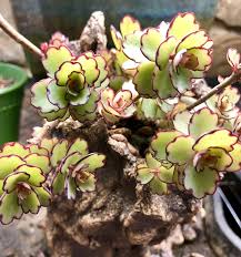 Pin On Succulents