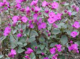 Image result for Mirabilis