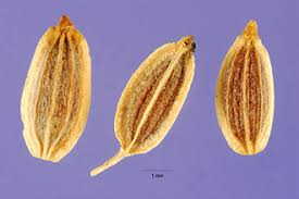 Image result for Anethum