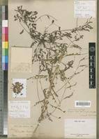 Image result for Phyllanthus pseudoniruri