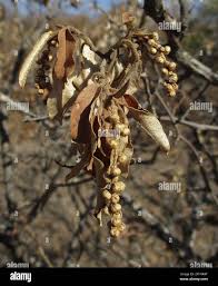 Image result for Croton gratissimus