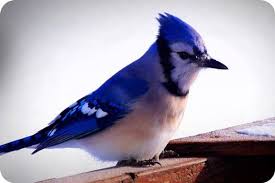 Bird Hitting Window Meaning Blue Jay Animal Symbolism And Meanings Blue Jay Animal Symbolism Blue Jay Meaning