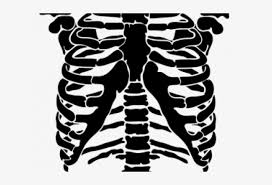 Human ribs drawing at getdrawings. Rib Cage Png Rib Free Transparent Png Download Pngkey