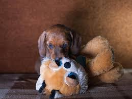 Kuscheltiere & stofftiere für babys und kinder online bestellen • große auswahl schelle lieferung versandkostenfrei ab 29€. Verspielte Hunde Nicht Ohne Mein Kuscheltier
