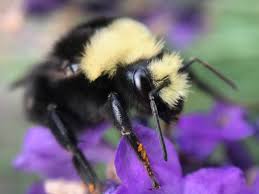 To inspire bees to move on without harming them, use the smoke method to shoo the bees away from their hive. Comparing Bumblebees With Honeybees Keeping Backyard Bees