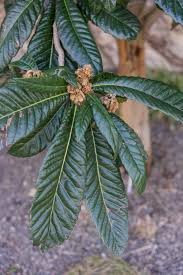 Image result for Eriobotrya