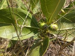 Image result for Multidentia concrescens