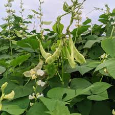 Image result for Lablab