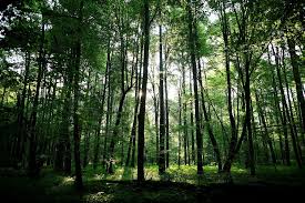 ‫غابة‬‎ ile ilgili görsel sonucu