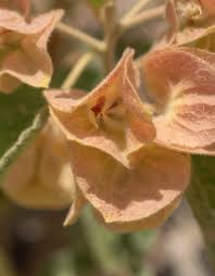 Image result for Melhania