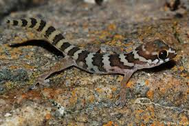 Image result for Pycnostachys orthodonta