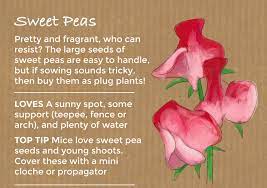Often there is a plant or flower section that has a surprisingly good section. Top 10 Easy To Grow Flowers And Seeds Thompson Morgan
