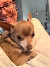 Good morning everyone 💕🐶 #carlgeorge #chihuahuafanatics  #everyonefollowers #chihuahua #chihuahuadog #chihuahuaworld