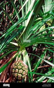 Image result for Pandanaceae
