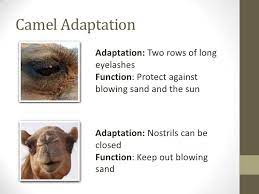 Structural adaptation is the appearance of new physical features in a species, in order to give it more advantage while surviving in its environment. Adaptation
