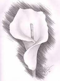 Learn To Draw A Realistic Rose Drawing On Demand Pencil Drawings Of Nature Lilies Drawing Pencil Drawings Of Flowers