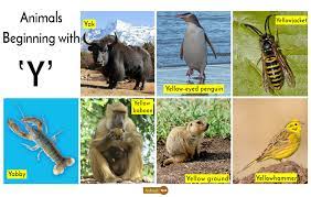 Here's what to expect with this painless procedure and why your dentist may recommend it. Animals That Start With Y