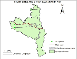 Image result for Otiophora pycnostachys