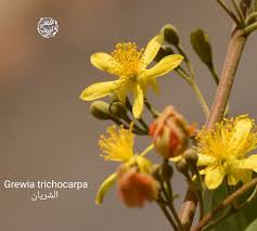 Image result for Grewia trichocarpa