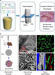 Dynamic bone applies physics to the character's bones or joints. Recent Advances In Nano Scaffolds For Bone Repair Bone Research