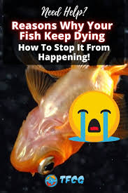 Hospitals are getting too expensive to take a chance. Reasons Why Your Fish Keep Dying How To Stop It From Happening