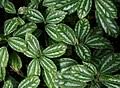 Image result for Pilea sublucens