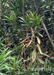 Image result for xylella fastidiosa oleander symptoms
