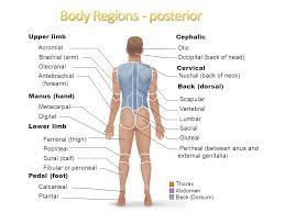 We did not find results for: Anatomy Body Parts And Reigns Posterior Diagram Quizlet