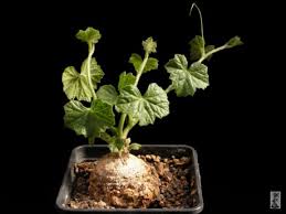 Image result for Coccinia sessilifolia