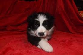 Border Collie Australian Shepherd Puppy Male World Cutest Dog Australian Shepherd Puppy Australian Shepherd