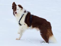 Ich habe mit ihm als welpe ca. Ayo Sucht Ein Neues Zuhause Fci Vdh Border Collies Papillons