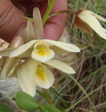 Image result for Eulophia ovalis