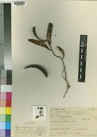 Image result for Pseudoprosopis