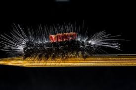 Artikel ini menyediakan kumpulan gambar lucu yang bisa melepas penat dan mengusir capek akan rutinitas harian. 200 Free Ulat Bulu Caterpillar Images Pixabay