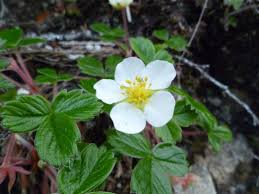 This perennial is native to many other regions of the northern hemisphere including. Coastal Strawberry Fragaria Chiloensis Biodiversity Of The Central Coast