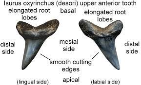 Sharks like the great white shark have approximately 50 teeth, but they have multiple rows of teeth in development that are ready to take the place of the teeth that falls out. Fossilguy Com Mako Isurus Shark Facts And Information Including Evolution And Fossil Species