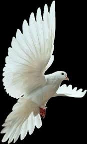 Le Plus Chaud Ecran Colombe Oiseau Astuces 2020 Suluboya Hayvan Kus