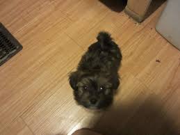 We did not find results for: Shih Tzu Chihuahua Mix Home Facebook