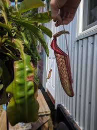 Icps, cpn, and forum management. The Littlest And Biggest Pitchers On My Nepenthes Miranda Savagegarden