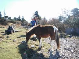 Mount rogers is situated at the north end of the hermit range, and is the highest point of the range. Mt Rogers Grayson Highlands
