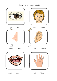 Body parts add to my workbooks (360) download file pdf embed in my website or blog add to google classroom add to microsoft teams share through whatsapp Arabic Worksheet On Body Parts Teaching Resources