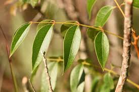 Image result for Swietenia