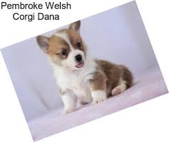 The corgi's coat may be expected to shed twice in a year. Pembroke Welsh Corgi Puppies For Sale In Kentucky Agriseek Com