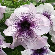 Петуния крупноцветковая Blackberry Sundae (Petunia grandiflora F1 Prism),  10 шт. драже - Петуния крупноцветковая - Петуния