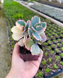 Image result for Kalanchoe dyeri